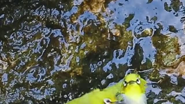 Gli uccellini mettono di buon umore