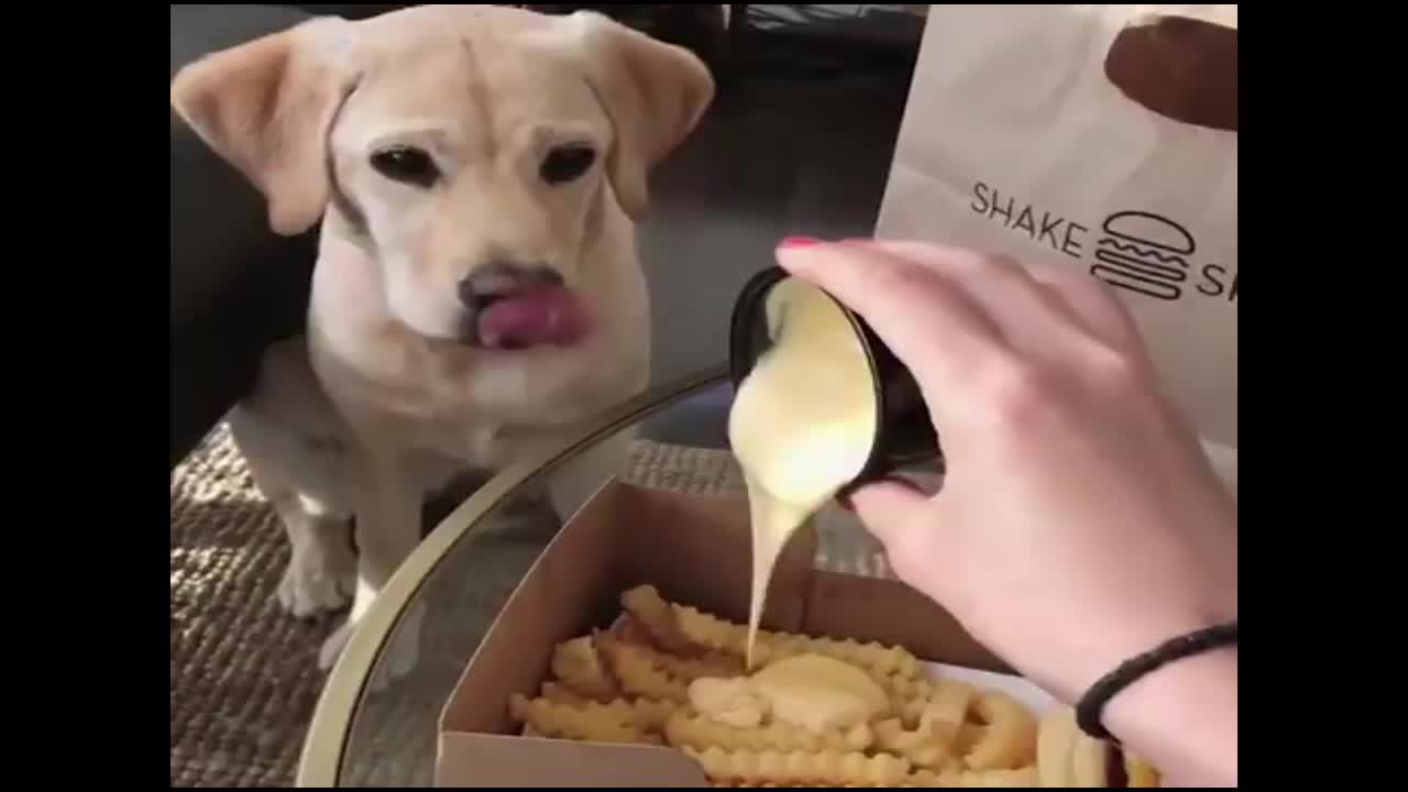 Puppy can't hide his excitement for the new recipe