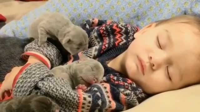 Baby cuddles his puppies to sleep