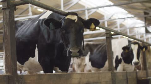 A sad cow in the barn