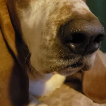 Willard the Basset hound knows he's handsome
