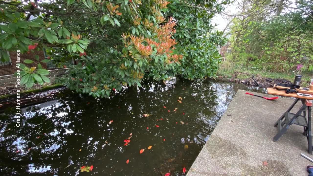 143 Goldfish Rescued from Pond, All Fish Ready for Adoption