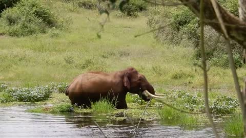 Elephant enjoys bathing