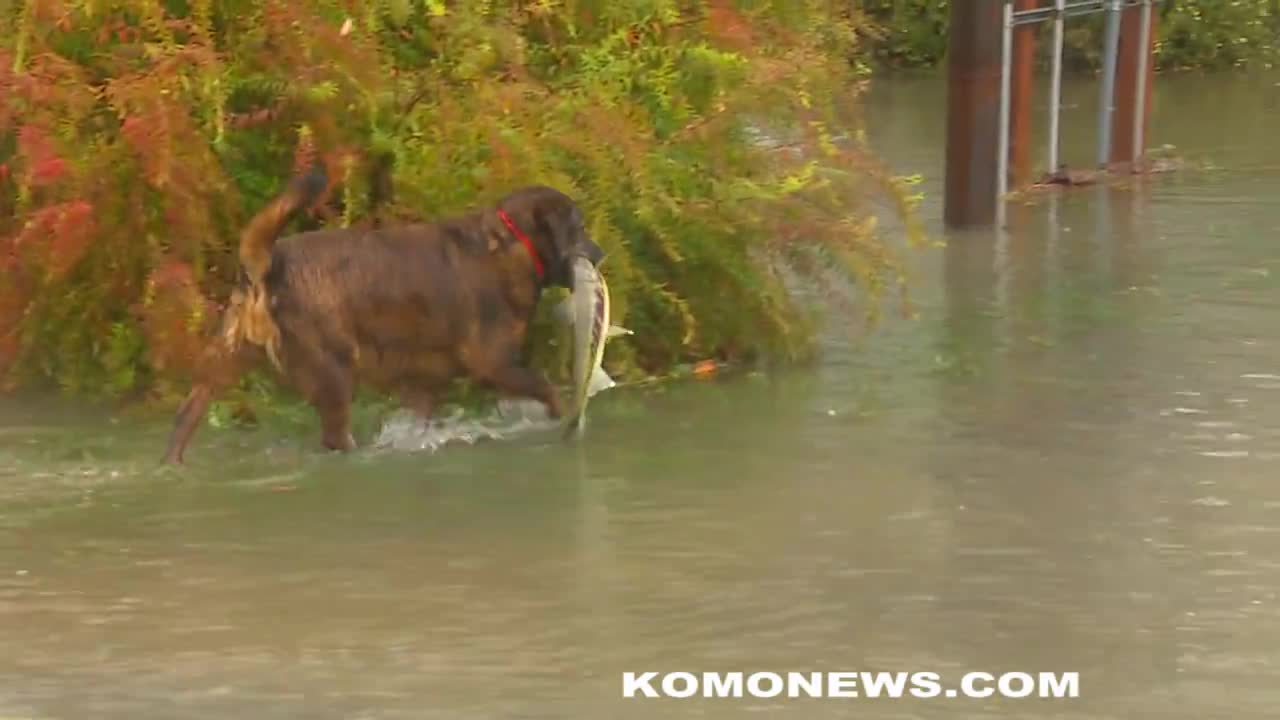 Dogs fishing