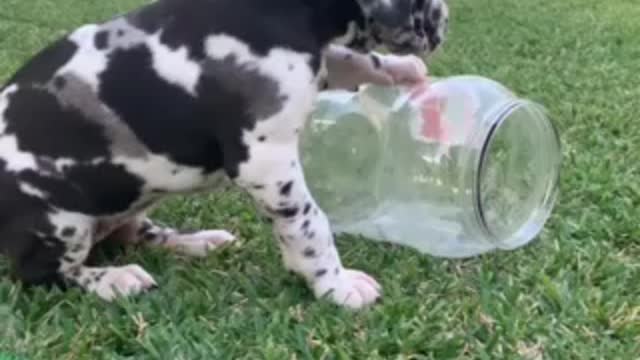 Great Dane puppy