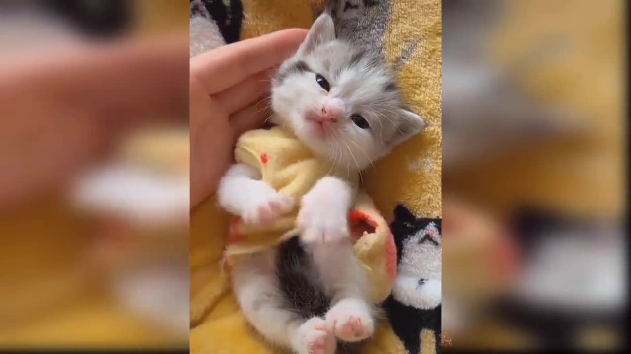 Baby Cats - Funny and Cute Cat Videos Compilation 2019