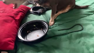 Finishing up his salad