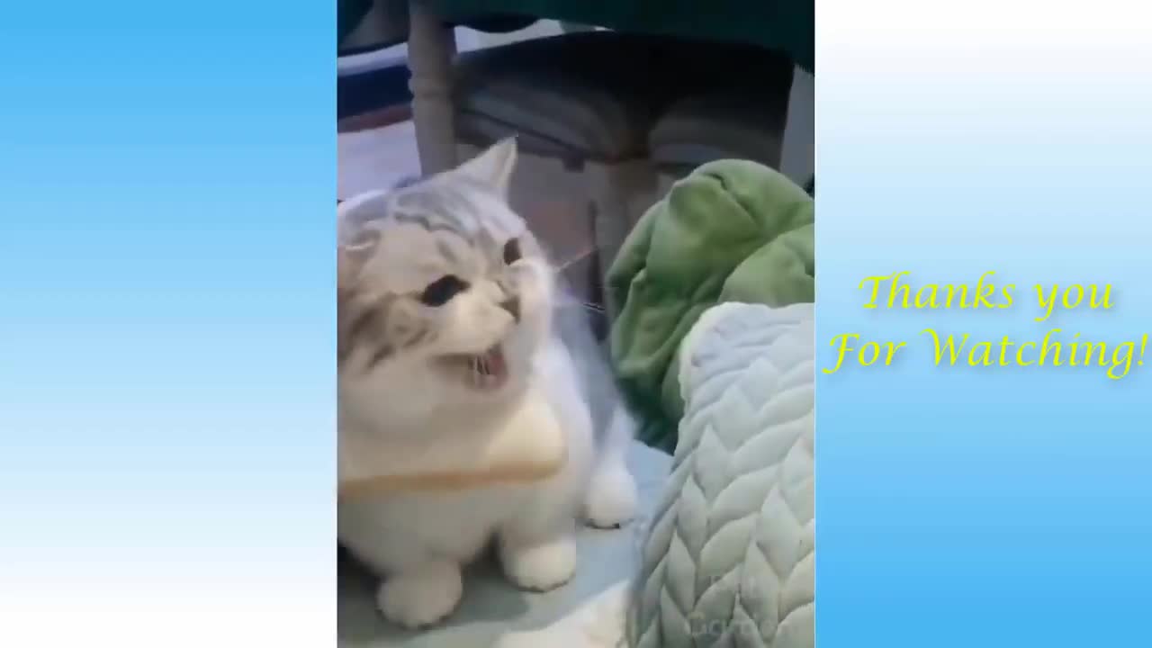 Funny Cats and Dogs Videos