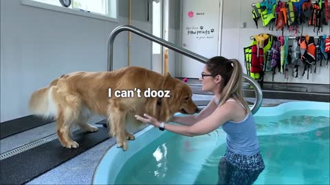 dog rents a swimming pool