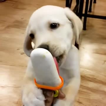 Baby and puppy besties love playing outside together #1587