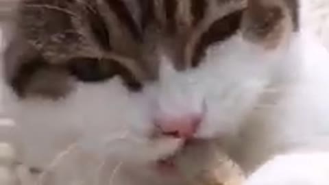 Beautiful and lovely cat enjoying...