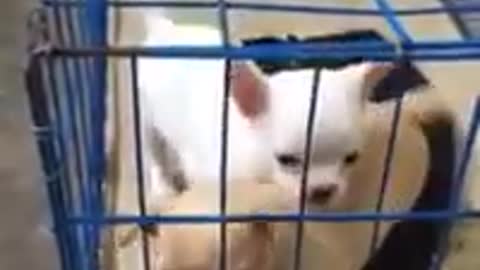 Cute puppy videos 2016 in fight