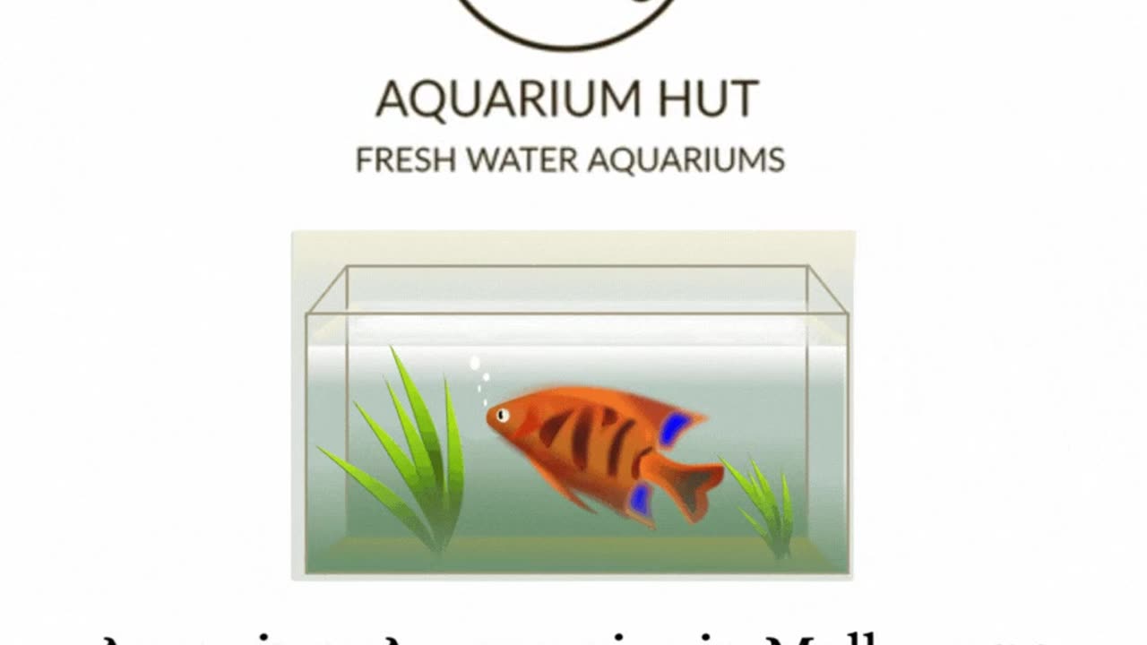 Aquarium Hut- Aquarium Supplies In Melbourne