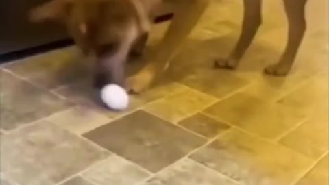 Funny dogs video