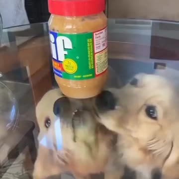 Peanut table #peanutbutter #goldenretriever #dog #shorts #trending #viral #trend #tiktok