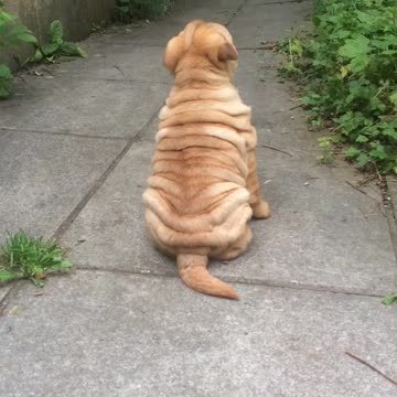 Testarudo cachorro de Shar Pei ignora el llamado de su dueña