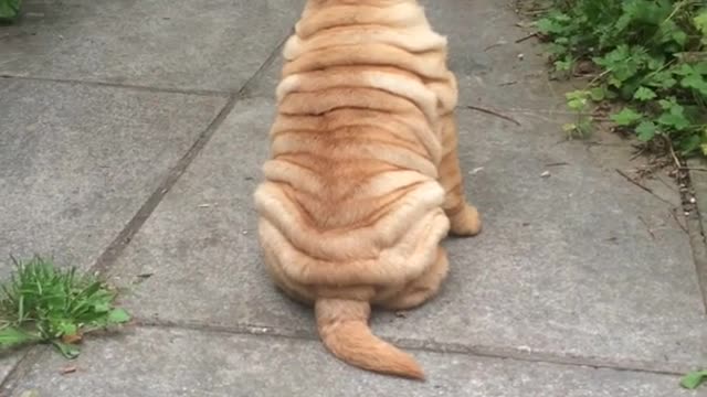 Testarudo cachorro de Shar Pei ignora el llamado de su dueña