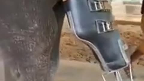 Handicapped elephant