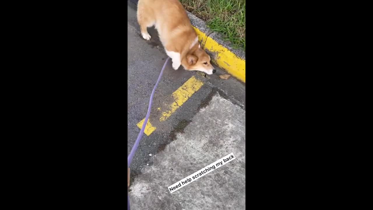 Shinji The Corgi- Need a Back Scratch After a Long flight #shorts