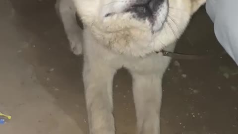 The Akita of a friend's house is very friendly