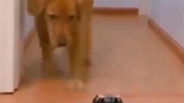 Cute And Funny Pets | Try Not To Laughing To These Pets Compilation