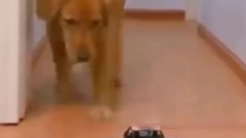 Cute And Funny Pets | Try Not To Laughing To These Pets Compilation