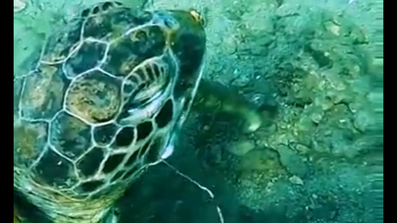 HELPING A SEA TURTLE TANGLED IN FISHING LINE 🐢🥹🙏