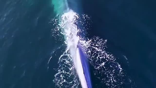 Adult blue whales can reach up to 33 meters.