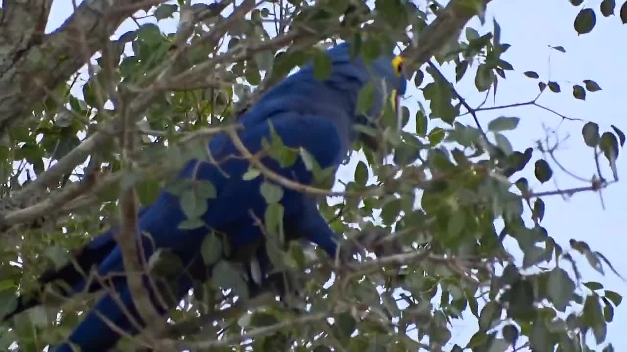 the corner of the blue macaw