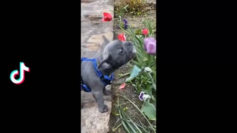 Funny animals PART -1-