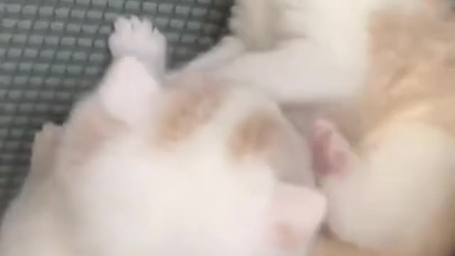 These Funny Cute Kittens are Fighting Together | Funny Pets Videos