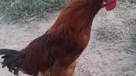 Beautiful Rooster Sound