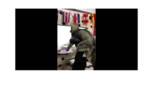 Best Cat and Dog Video #1