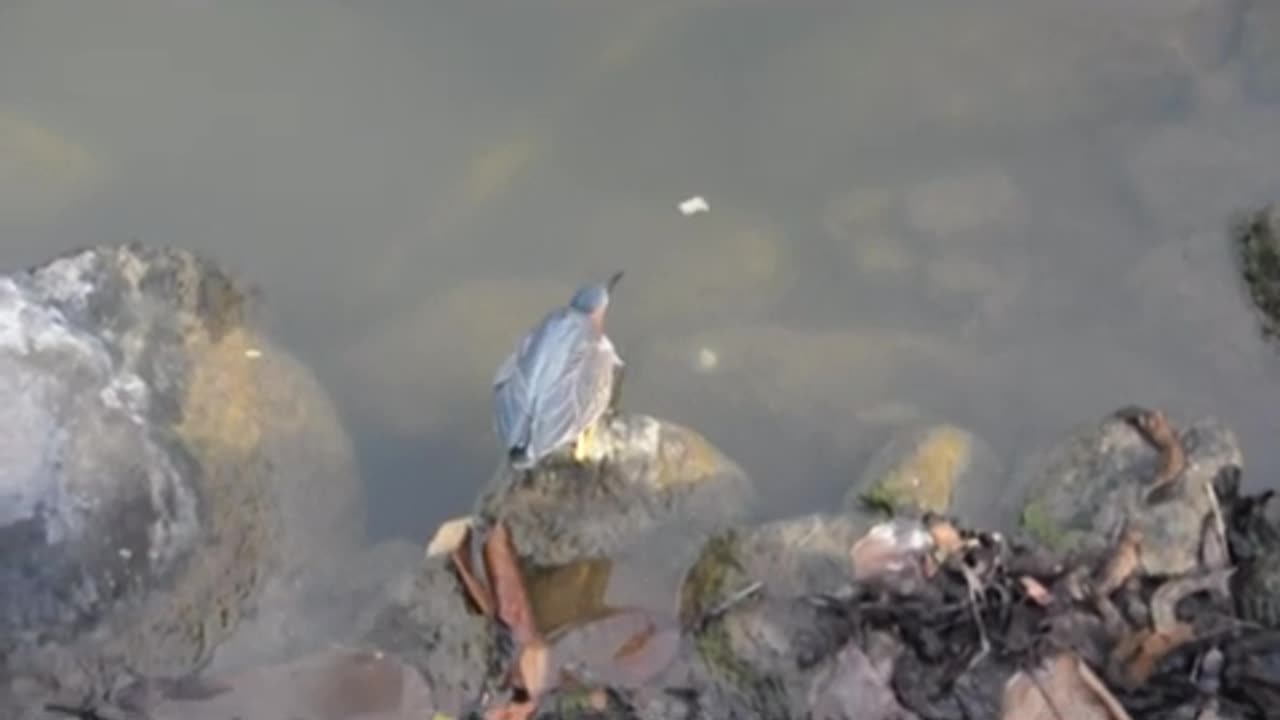 Very Smart Bird Using Bread to Catch Fish