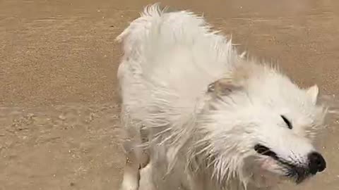 Funny doggo