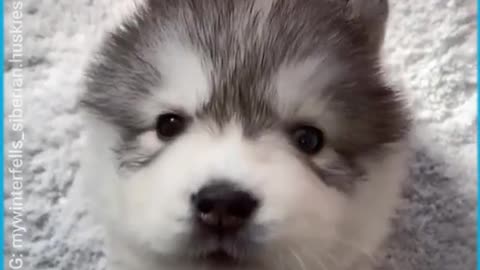 For The First Time, A Siberian Husky Howls