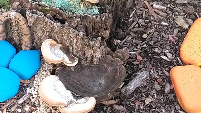 Chicora MC Fairy Pound using Resin