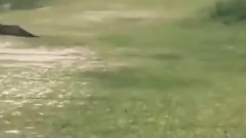 Horse stands it's ground
