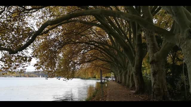 THE CHANGING OF THE LEAVES | AUTUMN