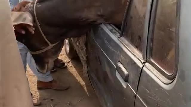 A Beautiful Cow Adjust in Small Car