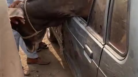 A Beautiful Cow Adjust in Small Car