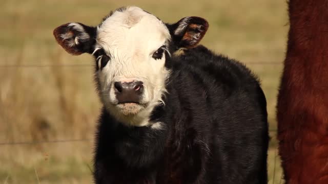 Small calf cow