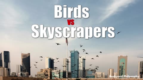 The War Between Birds & Skyscrapers