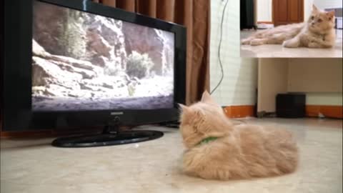 Cat watching musafa death scene