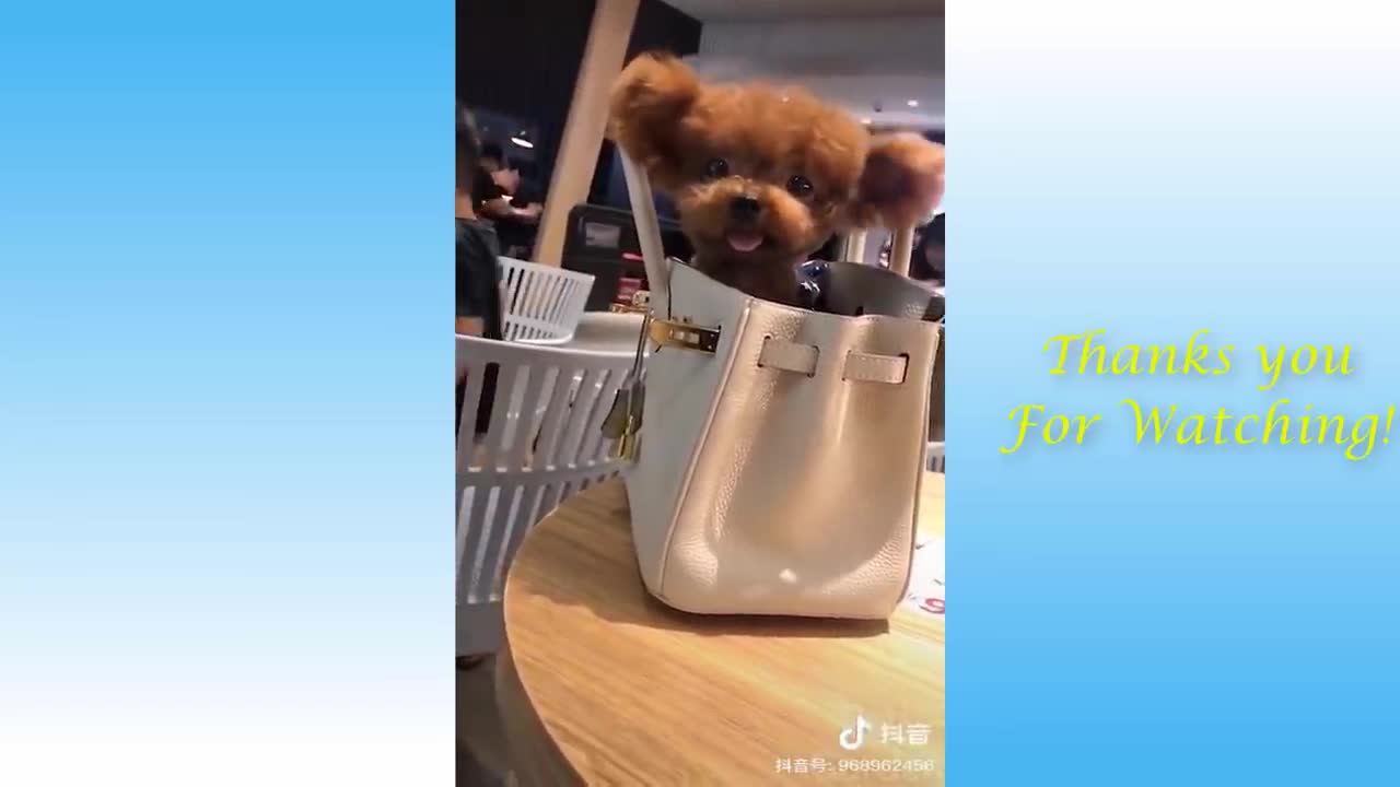 Funniest Animals - Best Of The 2021 Funny Animal Videos