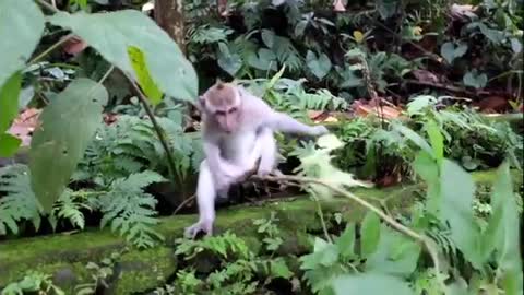 Monkey Funny Video _ Cutest Monkey Videos Compilation