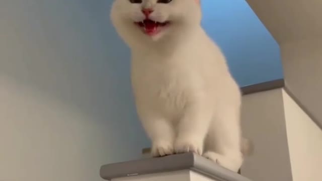 Cute cat laughing video