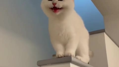 Cute cat laughing video