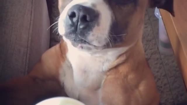 Brown bull terrier dog stands on hind legs and whines for eggs