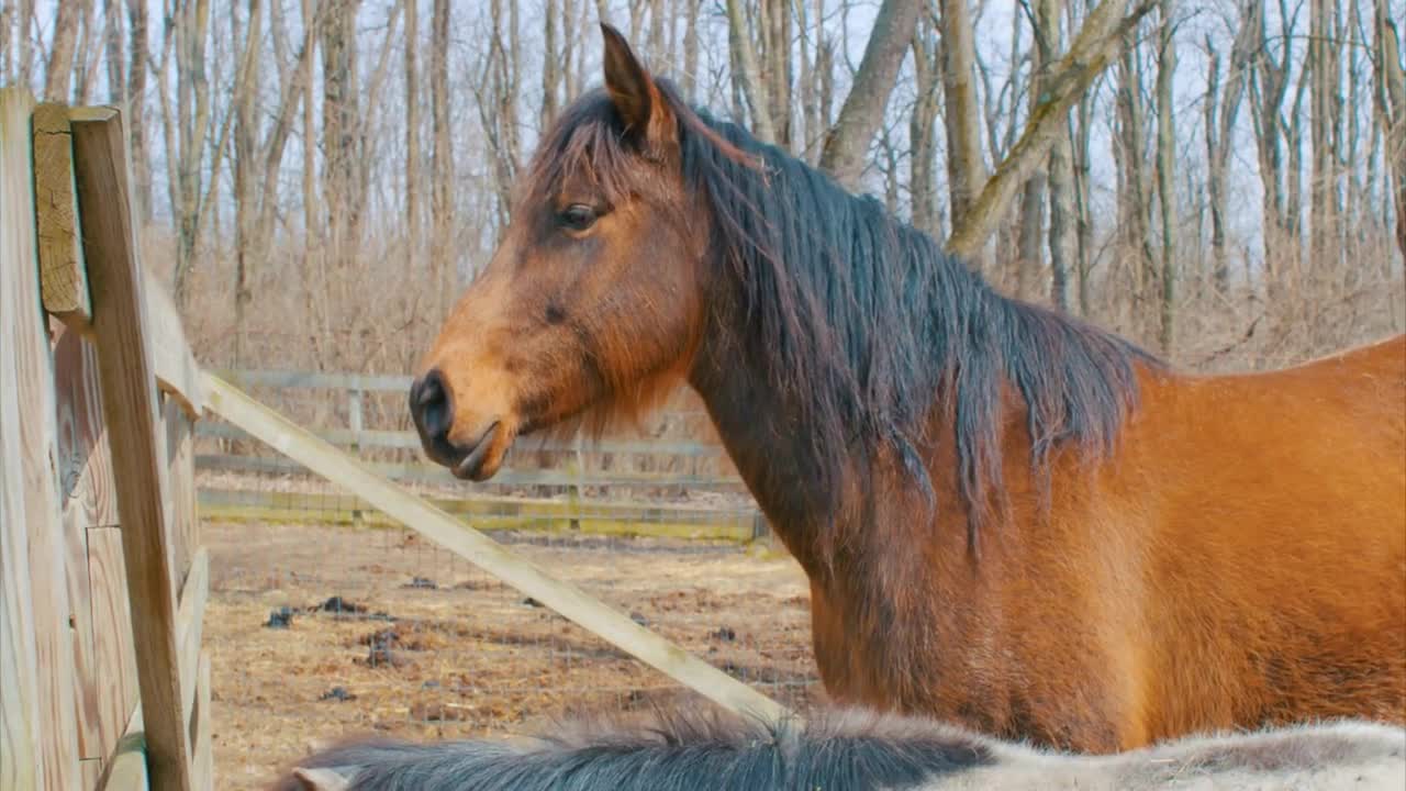 Beautyful Horses Bay Horse Pasture Slider Shot